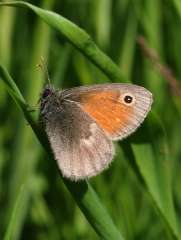 Coenonympha pamphilus